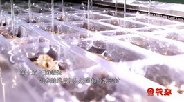 海參,大連海參,曉芹海參,海參加工 海參,大連海參,曉芹海參,海參加工